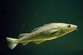 Image result for Melanogrammus aeglefinus