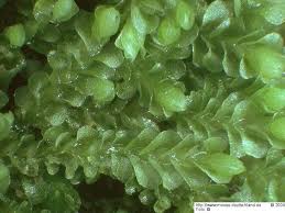 Attēlu rezultāti vaicājumam “Jungermannia hyalina”