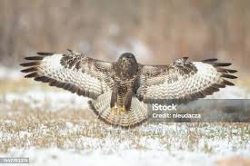 Attēlu rezultāti vaicājumam “Buteo buteo”