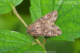 Attēlu rezultāti vaicājumam “Mamestra brassicae”