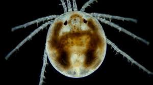 Attēlu rezultāti vaicājumam “Hydrachna”