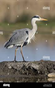 Attēlu rezultāti vaicājumam “Ardea cinerea adult”