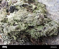 Attēlu rezultāti vaicājumam “Trapeliopsis granulosa”