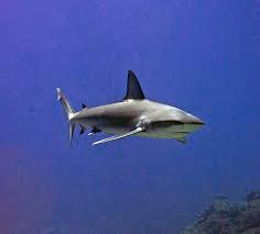 Image result for Carcharhinus galapagensis