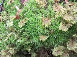 Attēlu rezultāti vaicājumam “Dicranum majus”