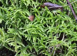 Attēlu rezultāti vaicājumam “Pseudoscleropodium purum”