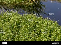 Image result for Brunnenkresse