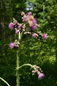 Attēlu rezultāti vaicājumam “Cirsium palustre flower”
