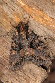 Attēlu rezultāti vaicājumam “Mniotype satura”