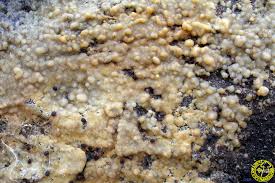 Attēlu rezultāti vaicājumam “Cylindrobasidium evolvens”