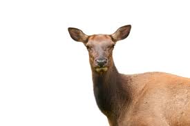 Attēlu rezultāti vaicājumam “Artiodactyla”