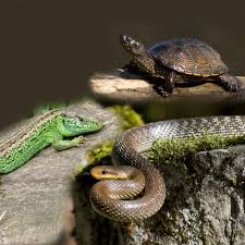 Attēlu rezultāti vaicājumam “Reptilia”