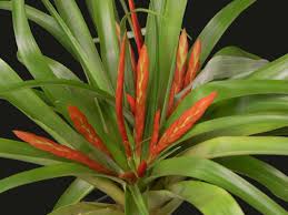 Image result for tillandsia umbellata