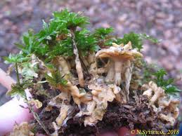 Attēlu rezultāti vaicājumam “Sebacina incrustans”