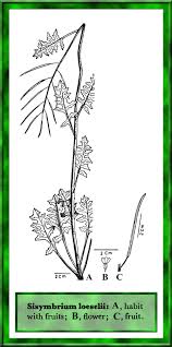 Attēlu rezultāti vaicājumam “Sisymbrium loeselii flower”