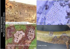 Attēlu rezultāti vaicājumam “Trichia botrytis var. cerifera macro”