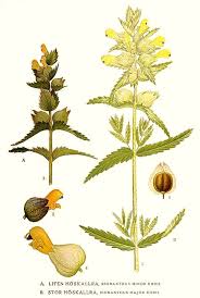 Attēlu rezultāti vaicājumam “Rhinanthus serotinus flower”