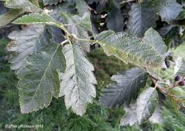 Attēlu rezultāti vaicājumam “Sorbus intermedia leaf”