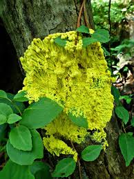 Attēlu rezultāti vaicājumam “Physarum murinum”