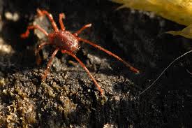 Attēlu rezultāti vaicājumam “Bryobia praetiosa”