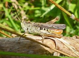 Attēlu rezultāti vaicājumam “Chortippus sp.”