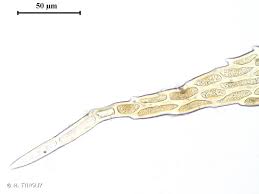 Attēlu rezultāti vaicājumam “Thuidium assimile”