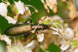 Attēlu rezultāti vaicājumam “Chrysanthia geniculata”
