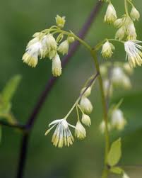 Attēlu rezultāti vaicājumam “Thalictrum minus”