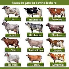 Image result for ganado bovino