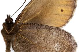 Attēlu rezultāti vaicājumam “Oeneis jutta”