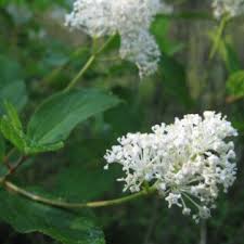 Attēlu rezultāti vaicājumam “Juglans cinerea flower”