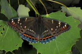 Attēlu rezultāti vaicājumam “Limenitis populi upperside”