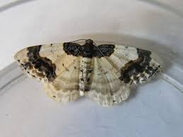 Attēlu rezultāti vaicājumam “Ligdia adustata”