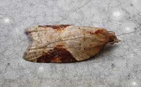 Attēlu rezultāti vaicājumam “Acleris laterana”