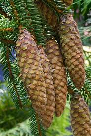 Attēlu rezultāti vaicājumam “Picea abies fo. virgata fruit”