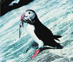 Image result for Fratercula arctica