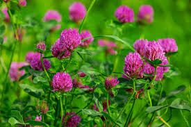Attēlu rezultāti vaicājumam “Trifolium pratense flower”