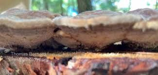 Attēlu rezultāti vaicājumam “Onnia triquetra”