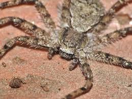 Attēlu rezultāti vaicājumam “Philodromus margaritatus”