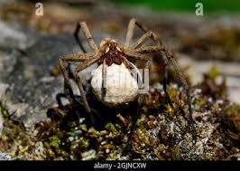 Attēlu rezultāti vaicājumam “Pisaura mirabilis cocoon”