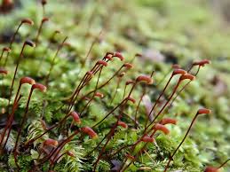 Attēlu rezultāti vaicājumam “Brachytheciastrum velutinum”