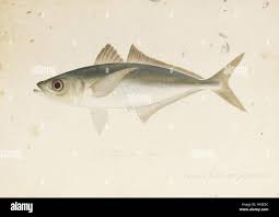 Image result for Trachurus trachurus