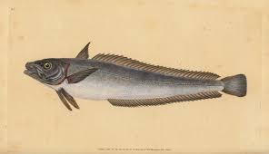 Image result for Merluccius merluccius