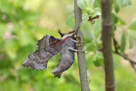 Attēlu rezultāti vaicājumam “Laothoe populi”