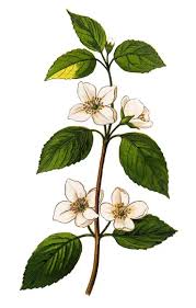 Attēlu rezultāti vaicājumam “Philadelphus coronarius”