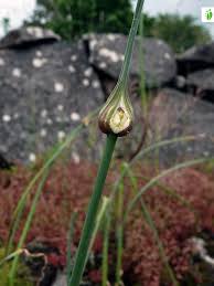 Attēlu rezultāti vaicājumam “Allium oleraceum bud”