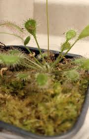 Attēlu rezultāti vaicājumam “Drosera x obovata”