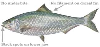 Image result for Alosa alabamae