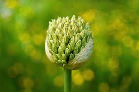 Attēlu rezultāti vaicājumam “Allium holandicum bud”