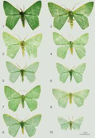 Attēlu rezultāti vaicājumam “Geometridae”